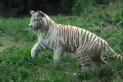 A ferocious tiger in hot pursuit of its prey.