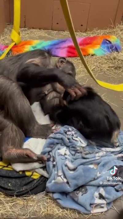 Chimpanzee playtime and smiles
