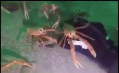 SPY CRADS IN REAL LIFE😳😨😳😳🤭😨😰😰😰😰😰😰😰😰😨🤭🤭😨😰😨😱😨😨😱