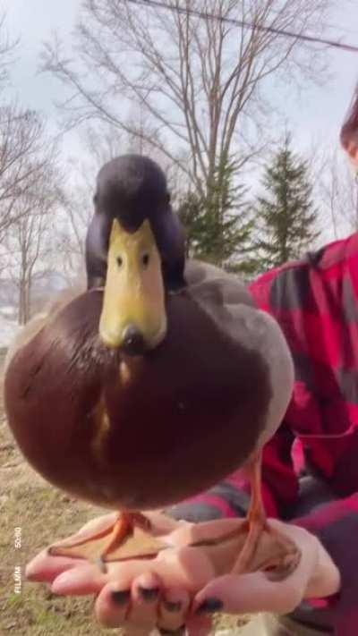Duck R O U N D
