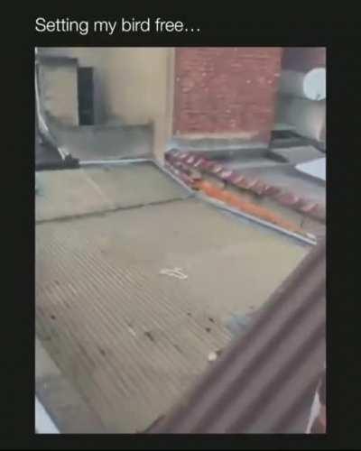 setting my bird free 🐦