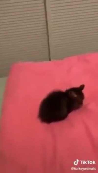 Watch Jeanine go aww