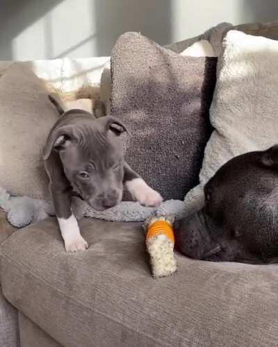 Climbing Over To Her Favorite Spot