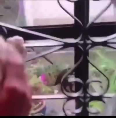 He need some fish or something 🙀