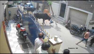 Cow attacked a child *scary*