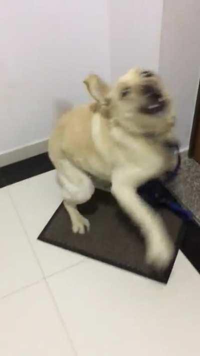 Ever seen a dog this excited to come back home after a long walk?