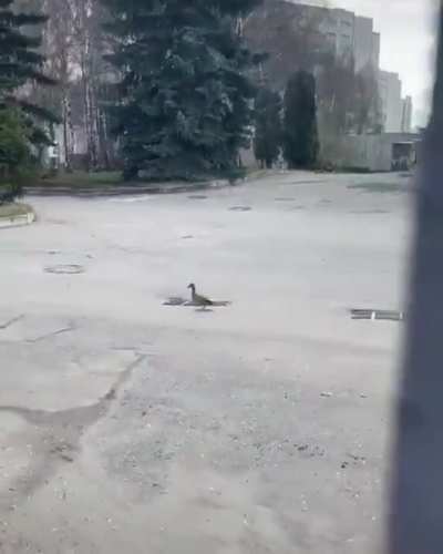 Mother duck loses her ducklings.