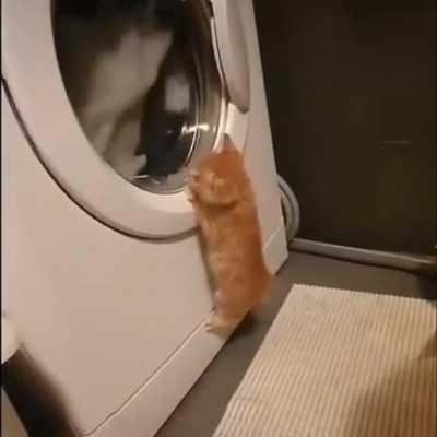 Cat doing laundry.