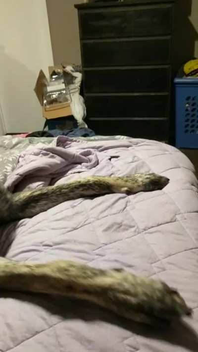 My citusdog prefers stacking his fruit to eating it