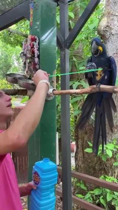 She popped it so gently! What a precious birb