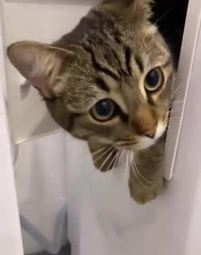 the door to the cat dimension is finally revealed