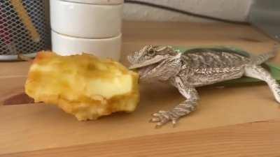 NO APPLE IS TOO BIG!!! Just Alfie going after the core of a finished apple