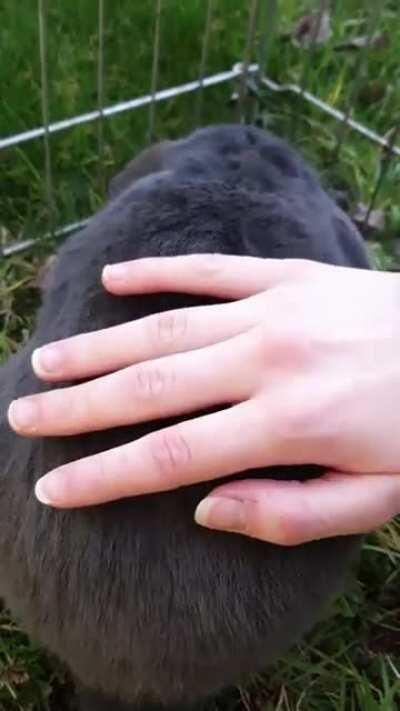 My girl's got magic fur😳✨ hahah (watch closely)