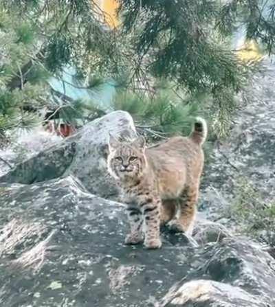 🔥 Cute Bobcat. Kinda wanted to cuddle