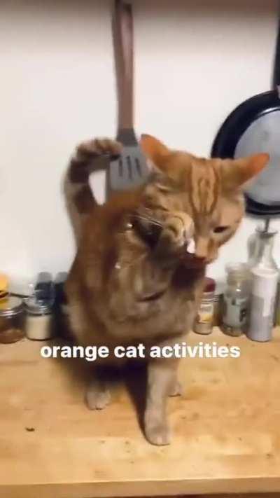 You know what the say about orange cats