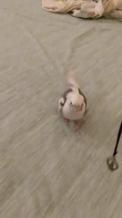 Gib my necklace back!