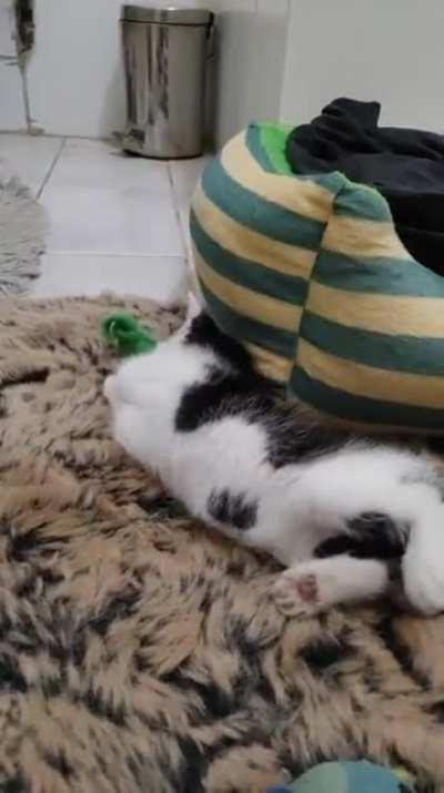 Warning violent content. Perpetrator got thrown upside down by attacking mouse.