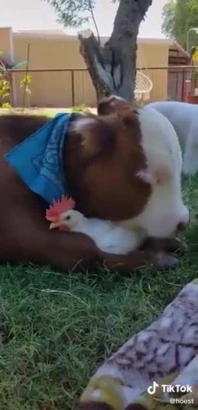 Two souls in another life