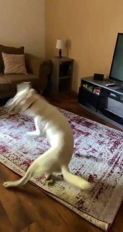 He doesn’t roll over normally.