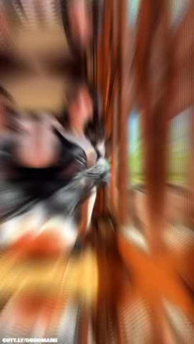 alexa pearl the goat fr