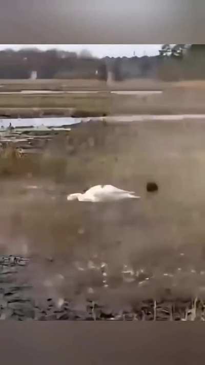 The hunting strategy of the Peregrine Falcon The fastest animal on Earth