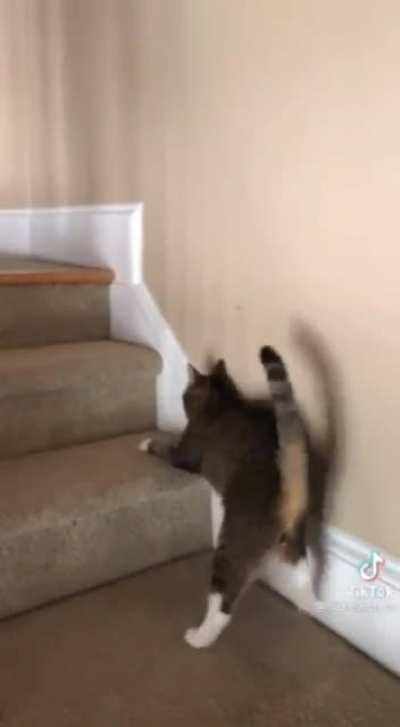 Cat that chose to drink wine