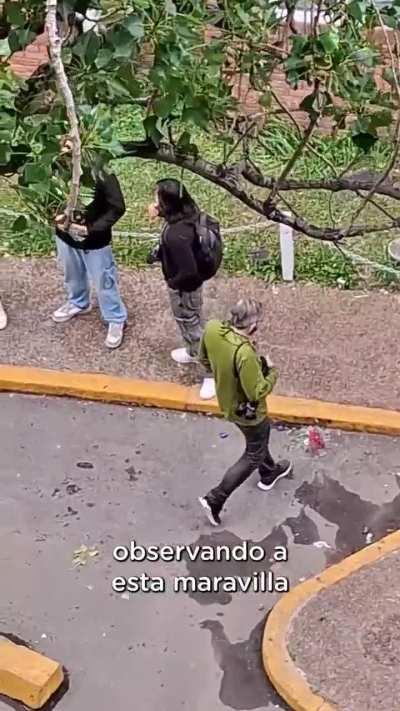 Un Urutaú fue avistado en Costa Salguero (CABA)📍Es posiblemente el registro más austral de esta especie