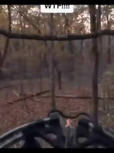 i asked and someone told me mountain lion can make this sound