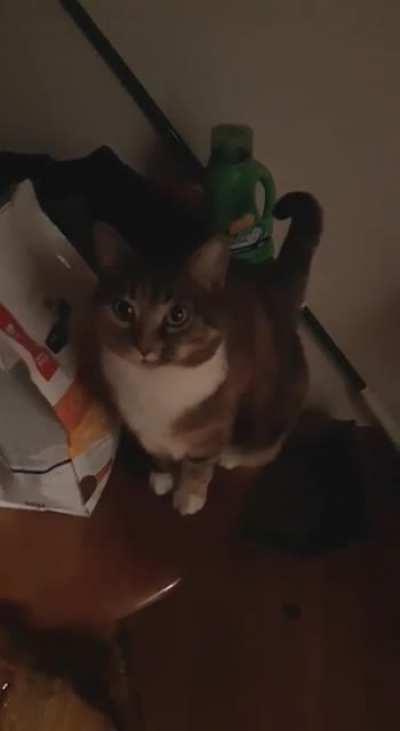 I am sorry for teasing the pets little kitty.