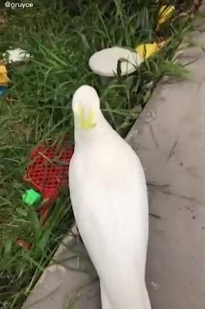 birb boi