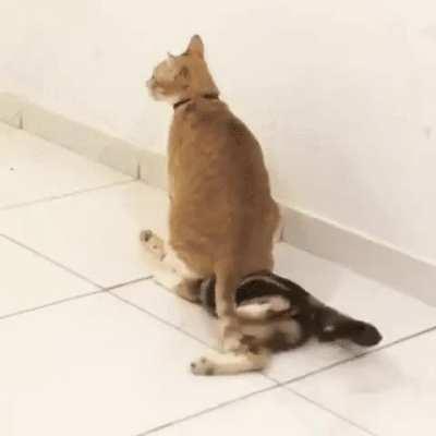 Shhhh, only dreams meow