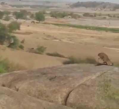 Stray dog successfully fends of a leopard attacker and makes it run the other way.