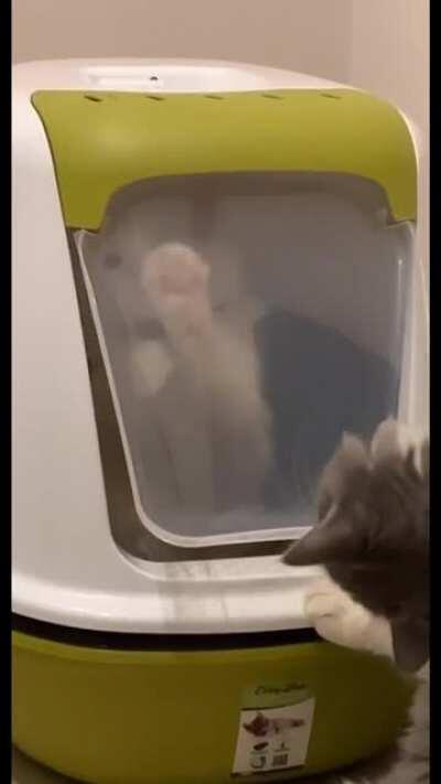 gato sendo burrinho :p !!!talvez tenha copyright no vídeo!!!