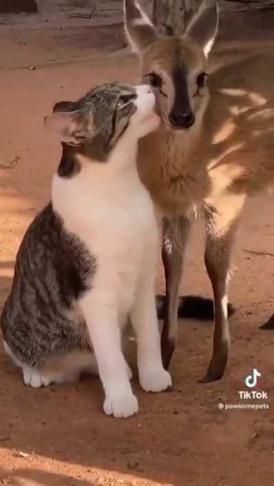 Looks like they've become great friends.