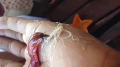 I hate everything about this worm