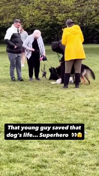 German Sheppard attacks small dog