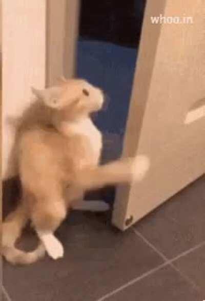 Cat walks in and sees some shit
