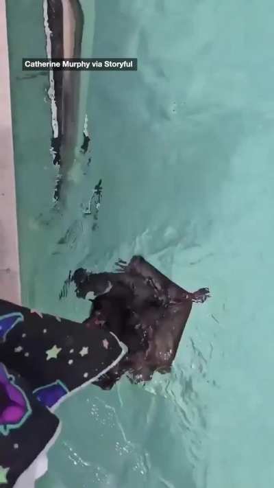 Teaching a bat to swim