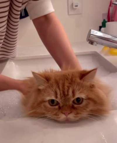 Pet Shampoo Bubble Bath Life