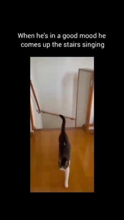 This cat got rhythmn