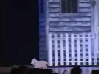 To get Toto to comeback