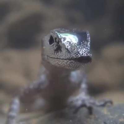 🔥 Water anole using an air bubble to breathe underwater 🔥