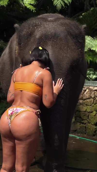 That elephant knows what's up.