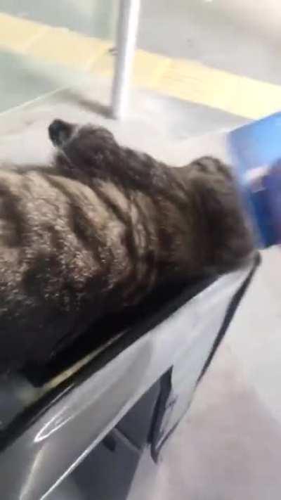 Don't forget to pay the cat tax