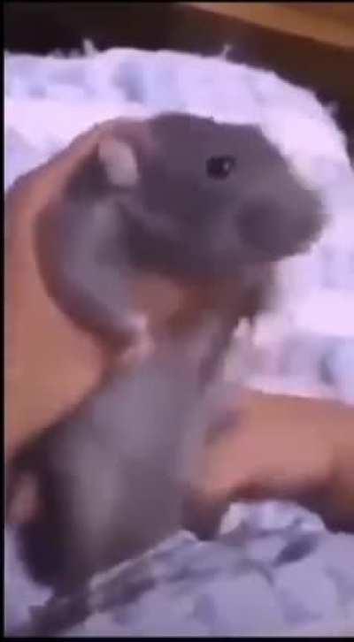 Hakos Baelz 3D practice 4K leaked (not clickbait)