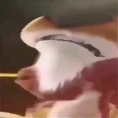 Luangameplay666 - Video #0406