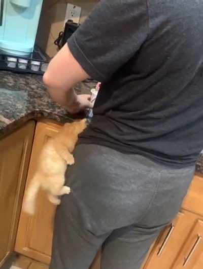 Human too slow. Must take matters into own tiny paws.