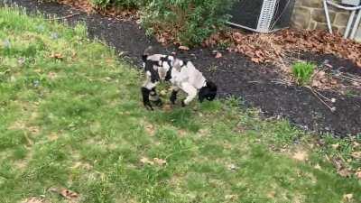 Smokey’s 6-day old boy a chip off the old block