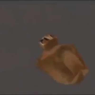 When the floppa flies to the moon! :flushed: