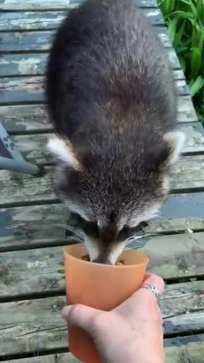 Civilized momma trashpanda (she’s wet from drinking in the pond)